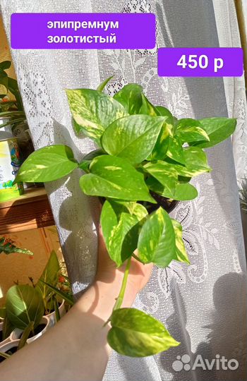 Сциндапсус, эпипремнум