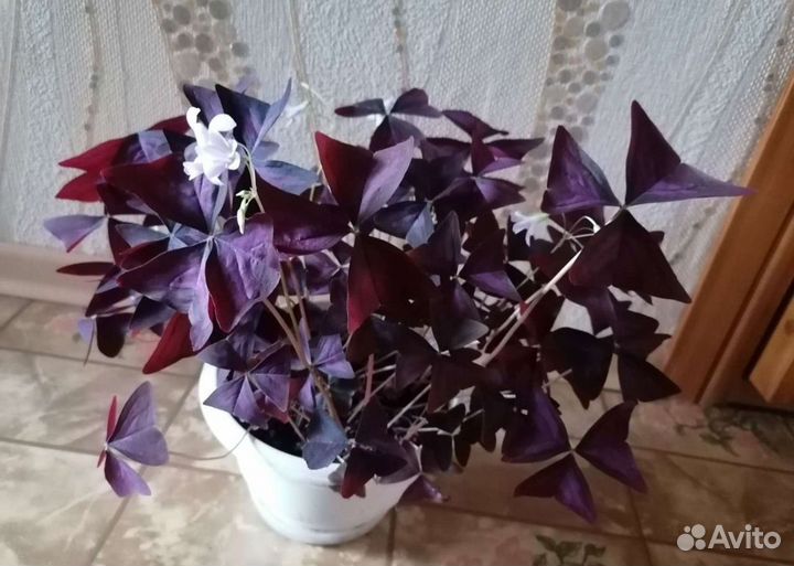 Кислица Деппа