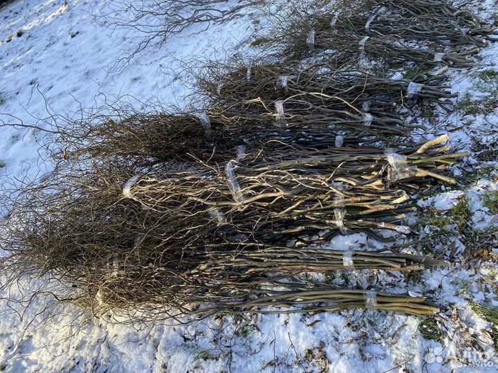 Ветки корелиуса