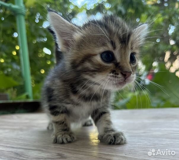 Котята в добрые руки бесплатно
