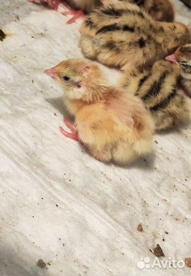 Яйца перепелиные, перепела, перепела копченые