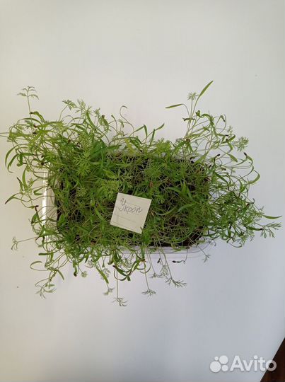 Микрозелень укроп в грядке