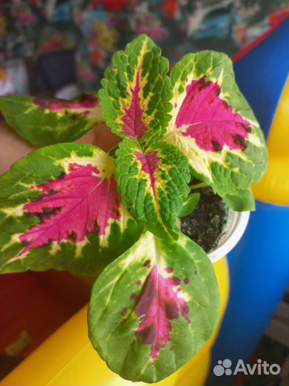 Колеусы, Педилантус, Гипоэстес