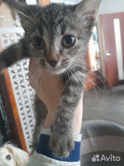 Два кота и две кошечки активные, ласковые, смешные