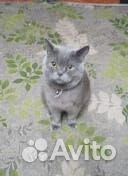 Британский кот вязка