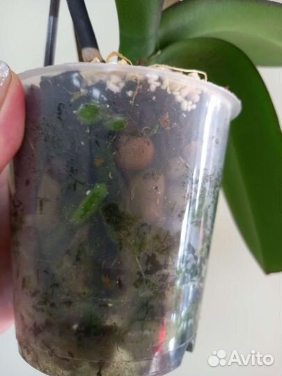 Орхидея Осенний ветер