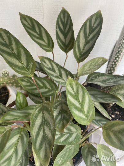 Кактусы, суккуленты комнатные цветы