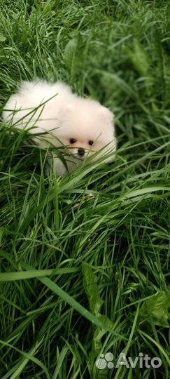Померанский шпиц мини щенок