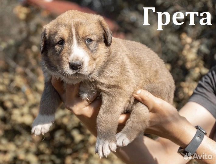 Маленькие карапузики ищут дом