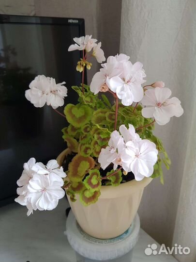 Пеларгонии укорененные сортовые