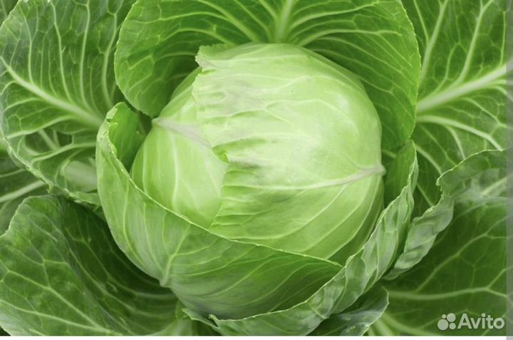 Капуста белокочанная Июньская