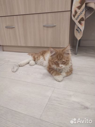 Рыжий котенок мальчик