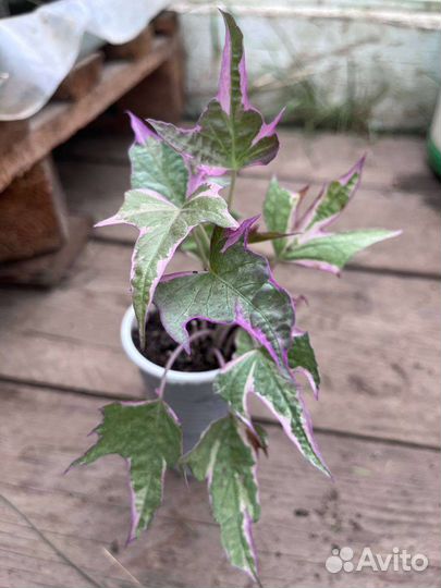 Редкие сорта ипомеи батата