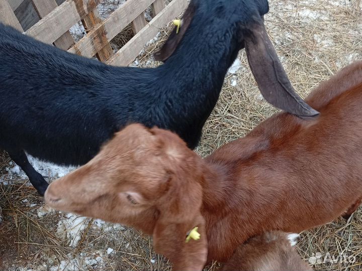 Козочки 75 камори, 25 англонубийки