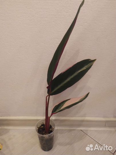 Строманта триколор