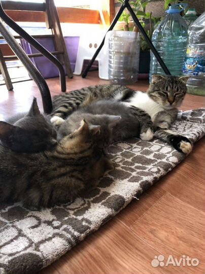 Котята в добрые руки