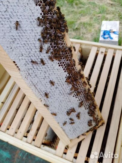 Мëд гречишный