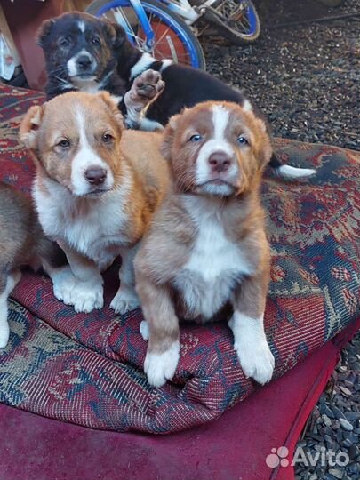 Щенки алабая чистокровные