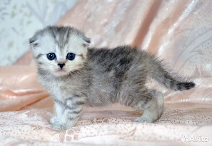 Шотландский котёнок-девочка для радости жизни