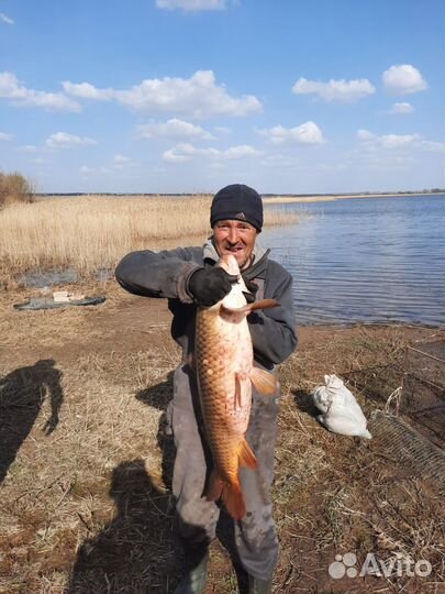 Карп крупный