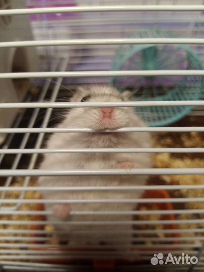 Джунгарский хомяк