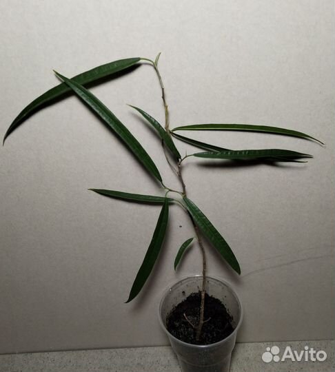 Фикус биннендийка Али, Амстел Голд, Грин Голд