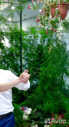 Аспарагус перистый