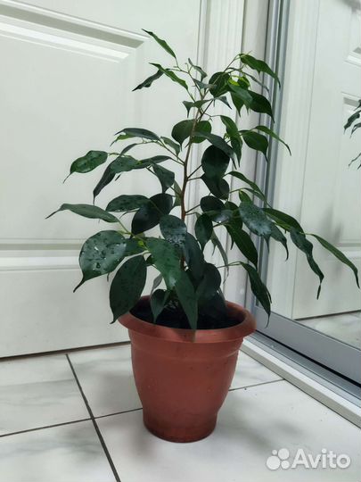 Фикус Бенджамина 55см