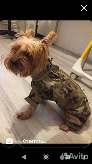 Пошив одежды для собак