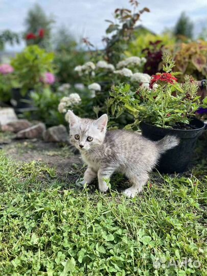 Бобтейл кошечки (мама Британка)