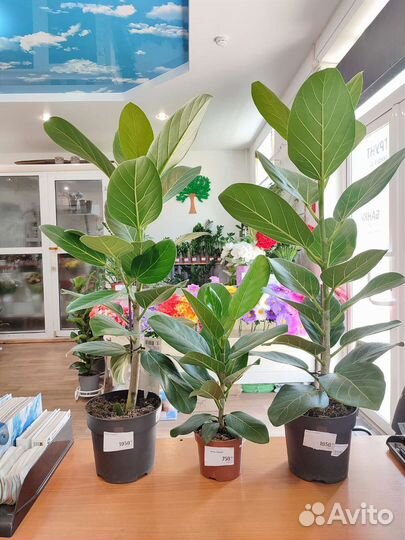 Домашние комнатные цветы Доставка