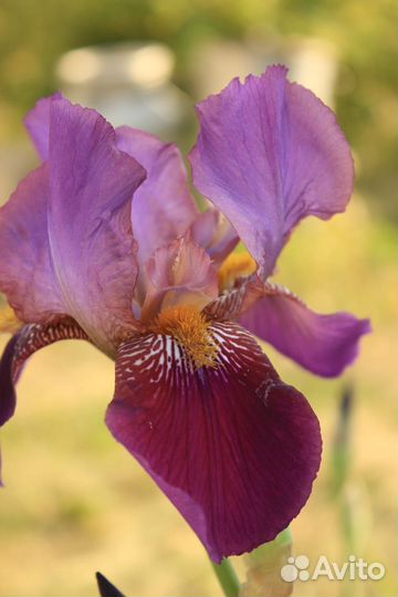 Ирисы бородатые