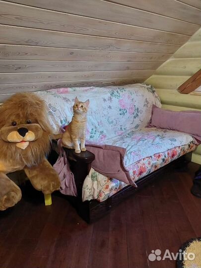 Передержка собак и кошек в частном доме