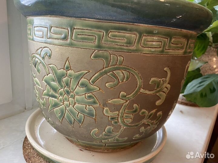 Молочай трехгранный 185 см