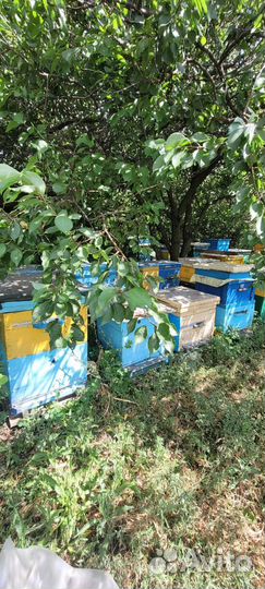 Настоящий мёд со своей пасеки