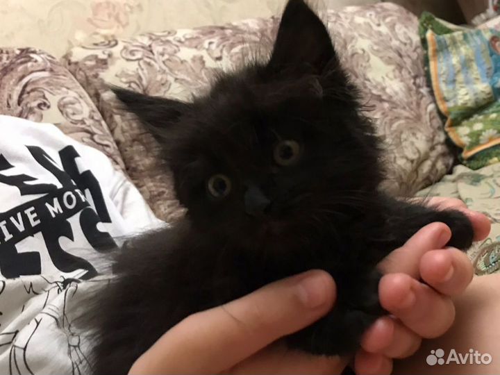 Отдам бесплатно животные