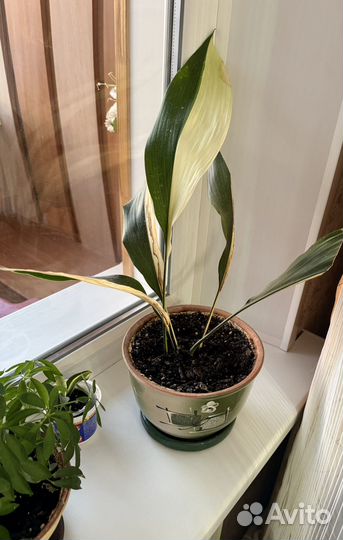 Аспидастра вариагатная