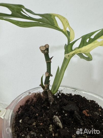 Монстера альба, елооу