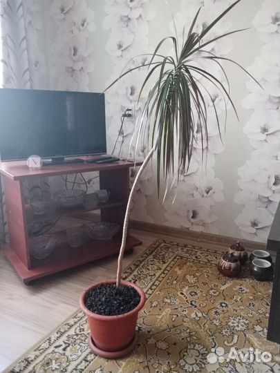 Комнатные растения цветы