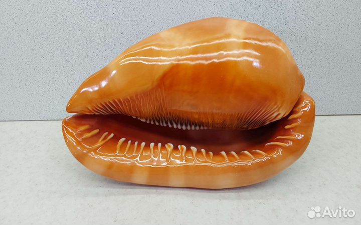 Ципрекассис руфа 17,32 морская ракушка раковина