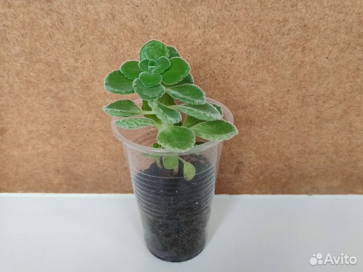 Плектрантус томентоза