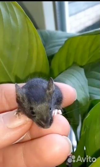 Мышки тексели,кудрявые мыши