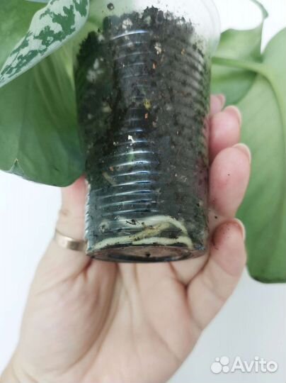 Сциндапсус пиктус Треби