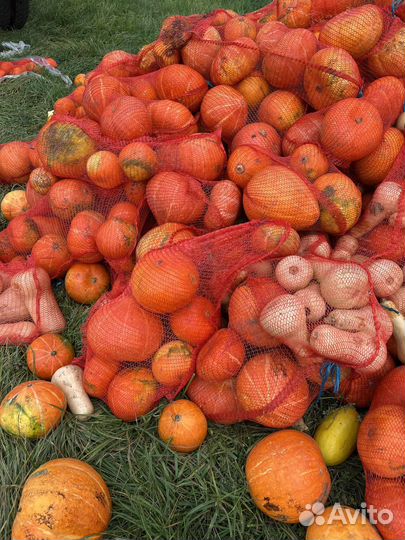 Тыква на корм животным