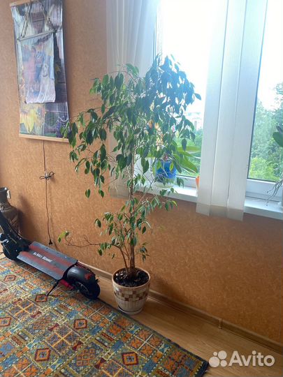 Фикус бенджамина