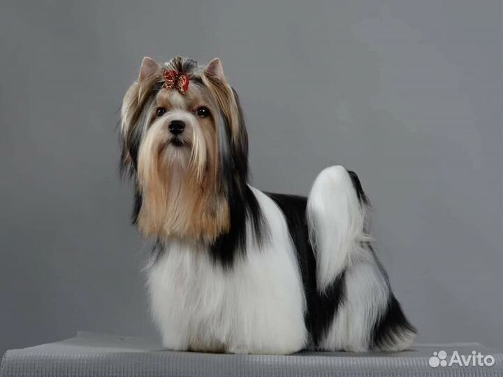 Щенки цветного йорка