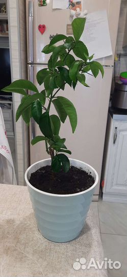 Мандарин павловский (померанец)