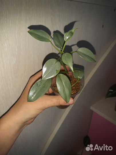 Комнатные цветы