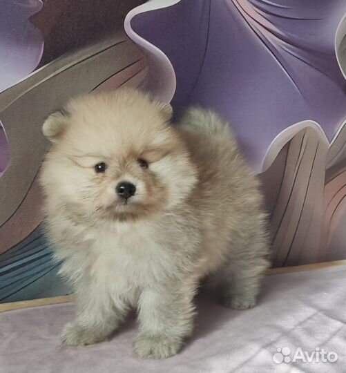 Померанский шпиц