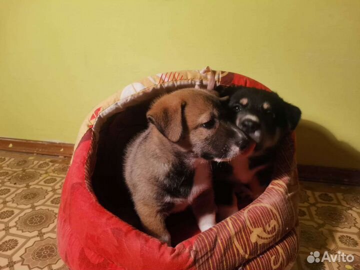 Собака в добрые руки,щеноки мальчик